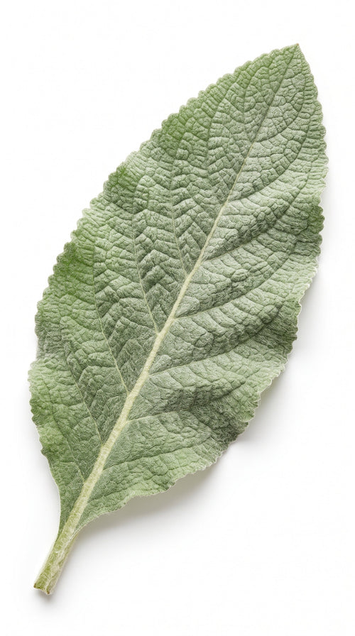 Hoja de gordolobo