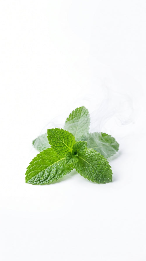 Menta
